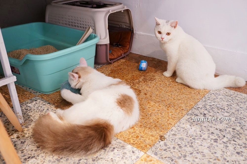 一中商圈早午餐│洄流Stream早午餐。食材新鮮豐盛美味//寵物友善餐廳