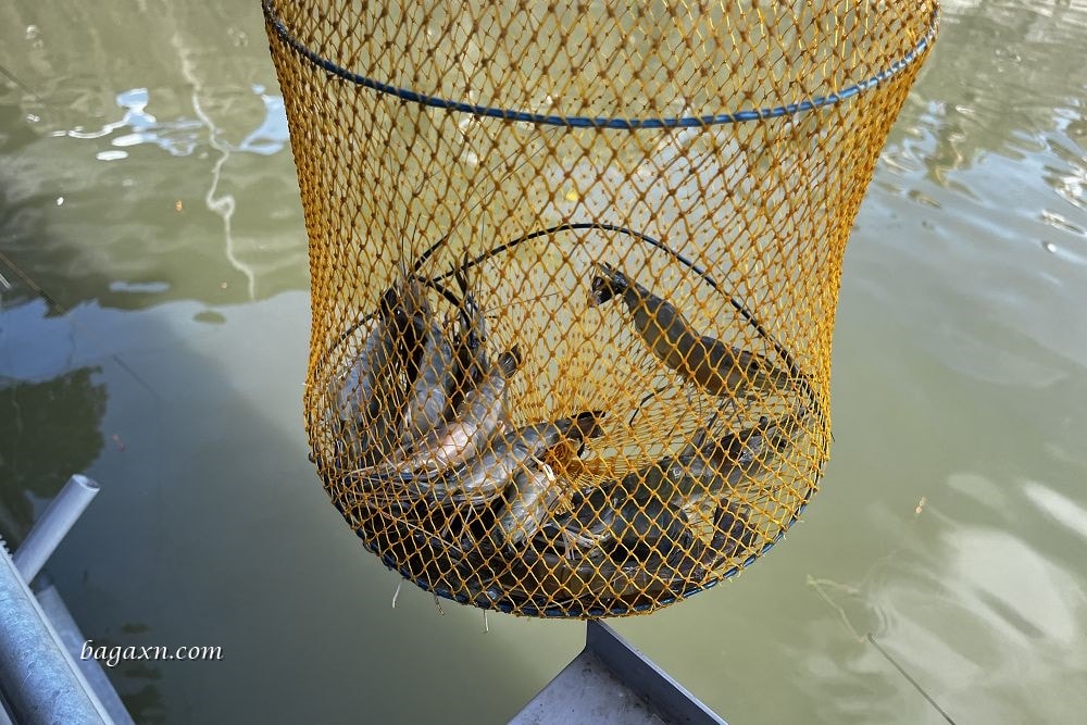 嘉義布袋│榕樹下阿瑞戶外釣蝦場。泰國蝦超好釣，親子同樂的好去處