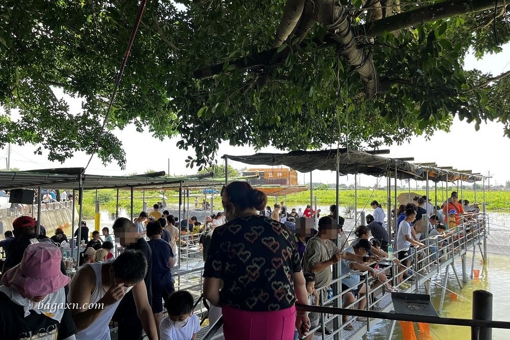 嘉義布袋│榕樹下阿瑞戶外釣蝦場。泰國蝦超好釣，親子同樂的好去處