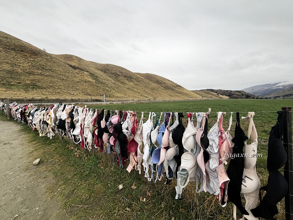 紐西蘭瓦納卡│孤獨的樹、Puzzling World、胸罩圍牆