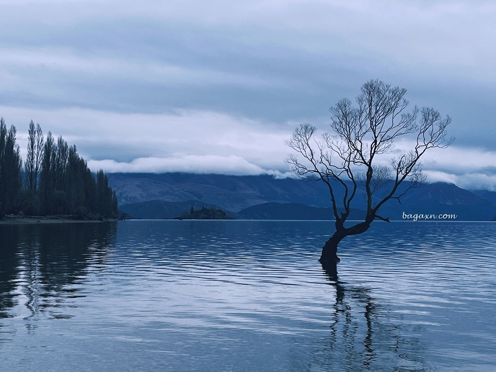 紐西蘭瓦納卡│孤獨的樹、Puzzling World、胸罩圍牆