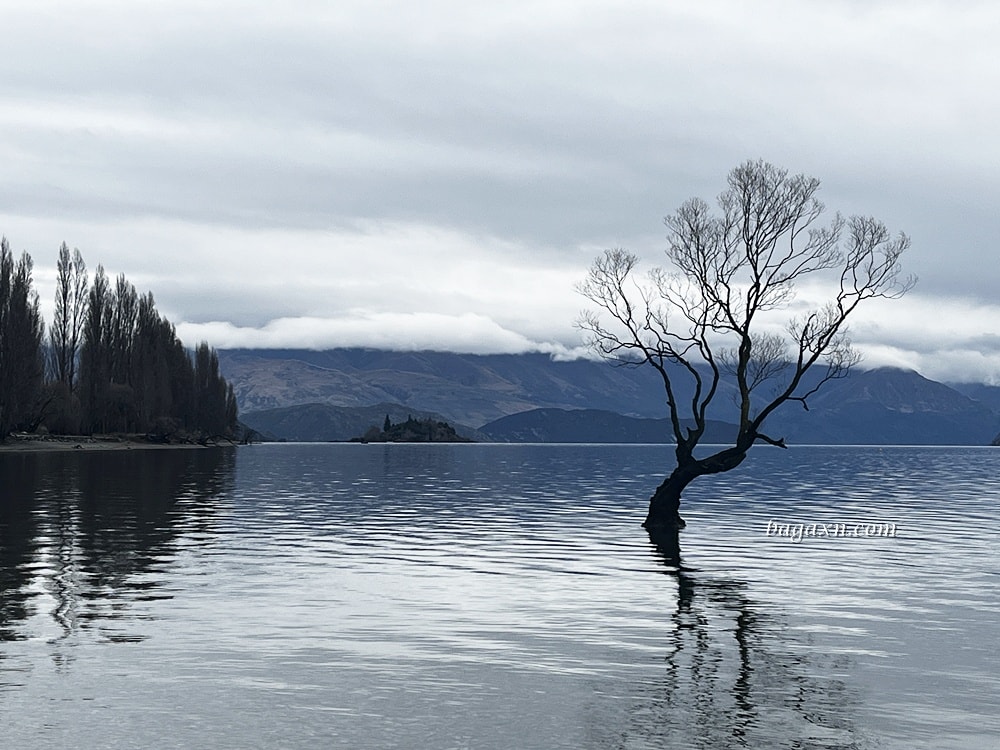 紐西蘭瓦納卡│孤獨的樹、Puzzling World、胸罩圍牆