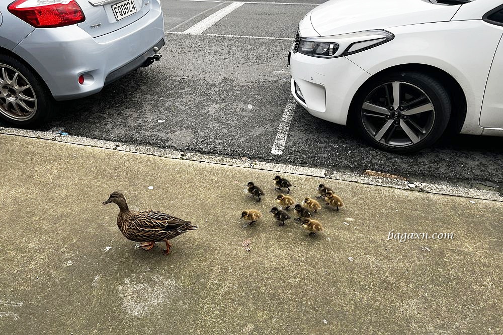 紐西蘭奧克蘭│Levain。鹹派選擇超多，甜點也很不錯
