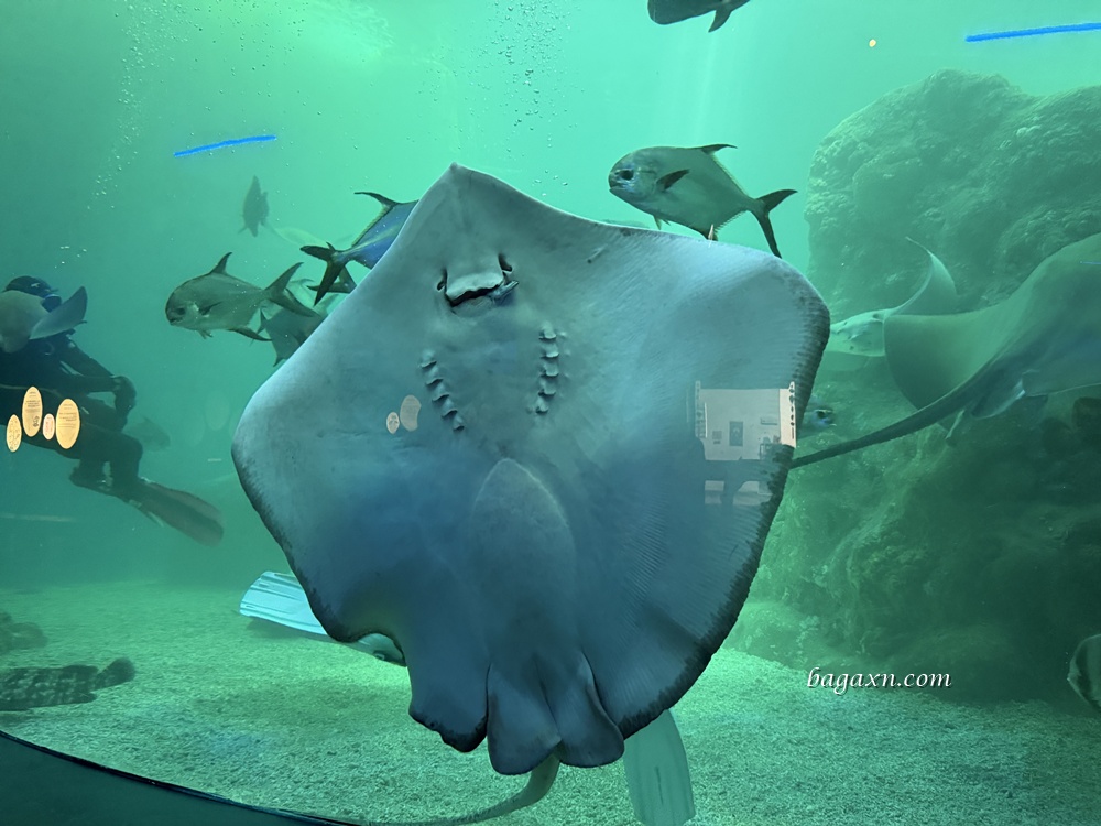 澎湖│DAY2-澎湖水族館。雖然小小的，但有帶小孩可以去一下