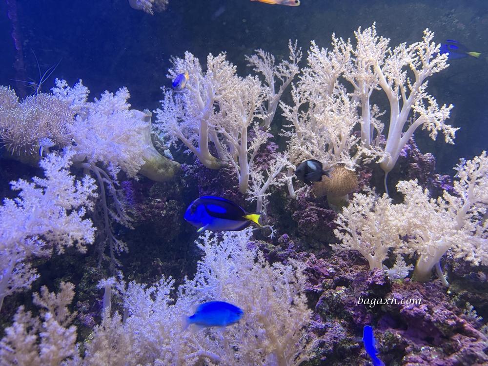 澎湖│DAY2-澎湖水族館。雖然小小的，但有帶小孩可以去一下