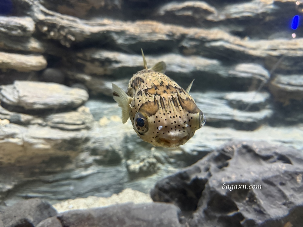澎湖│DAY2-澎湖水族館。雖然小小的，但有帶小孩可以去一下