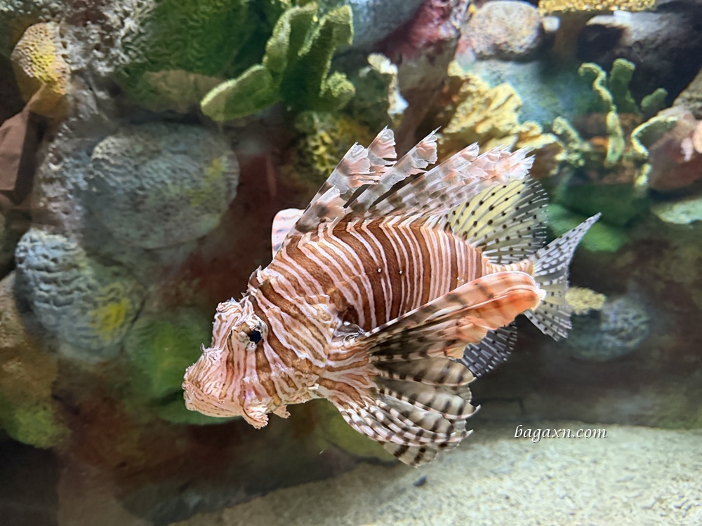 澎湖│DAY2-澎湖水族館。雖然小小的，但有帶小孩可以去一下